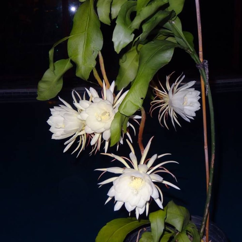BrahmaKamal | Epiphyllum Night Queen - Image 3