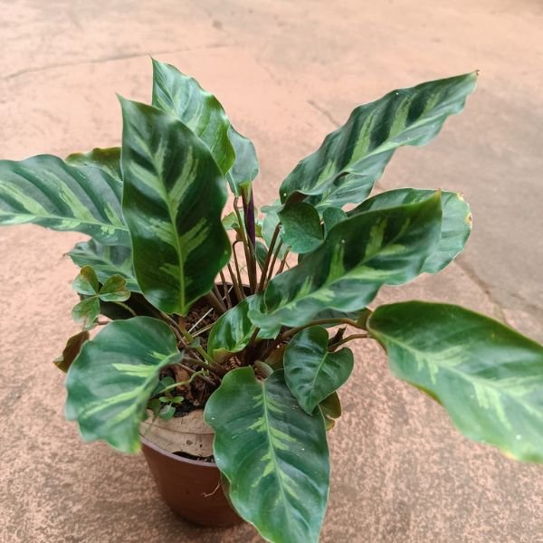 Calathea louisae