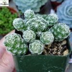 Image of Mammillaria Thimble Cactus