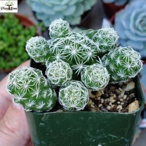 Image of Mammillaria Thimble Cactus