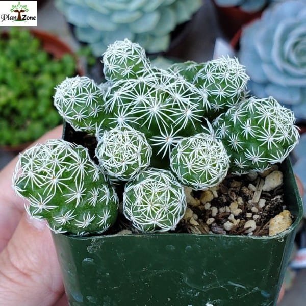 Image of Mammillaria Thimble Cactus