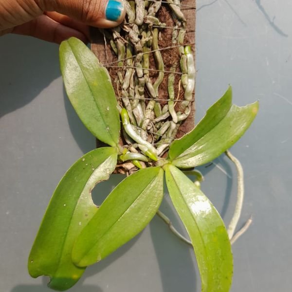 Phalaenopsis mannii - Image 4