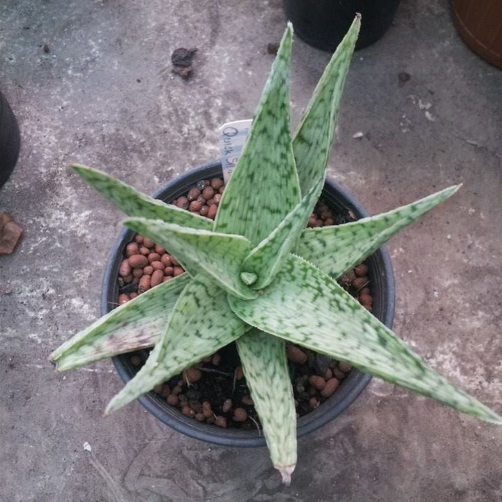 Aloe Quick Silver