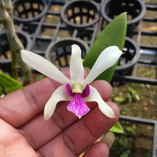 Den. meesangil x aunchiang rubung - Image 3