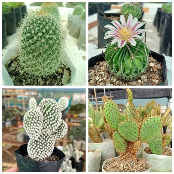 Four Cactus combo pack v2