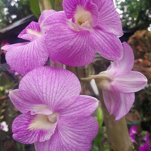 Dendrobium Pink Jelly - Image 3