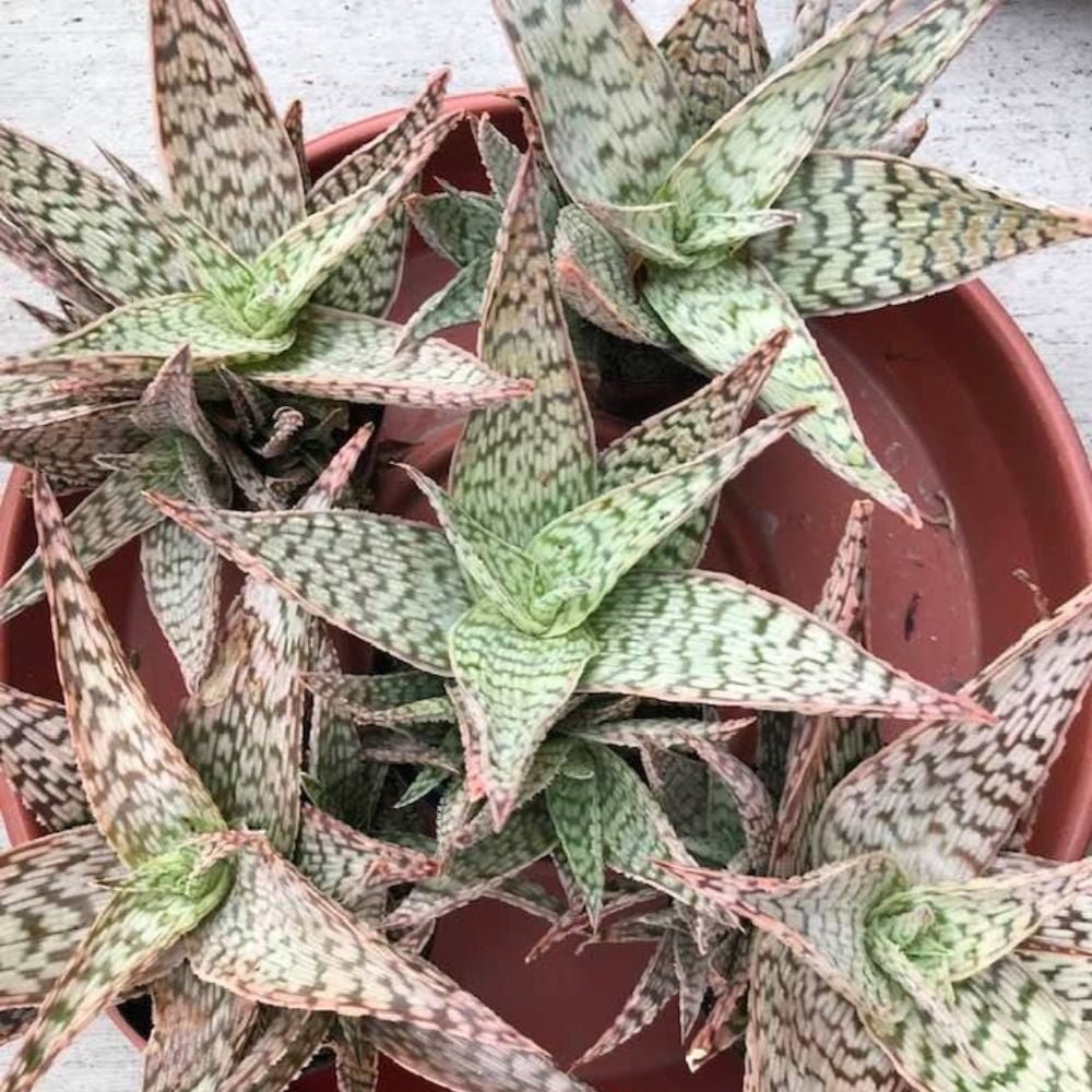 Aloe Pink Blush - Image 3