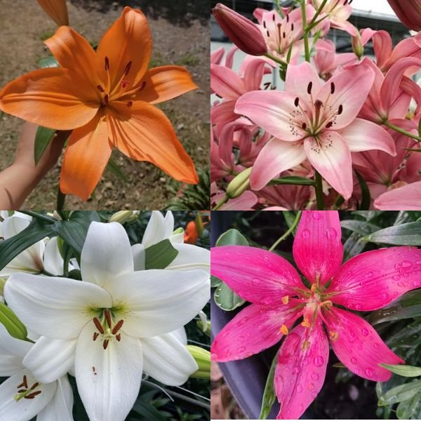 Lilium Combo pack V2