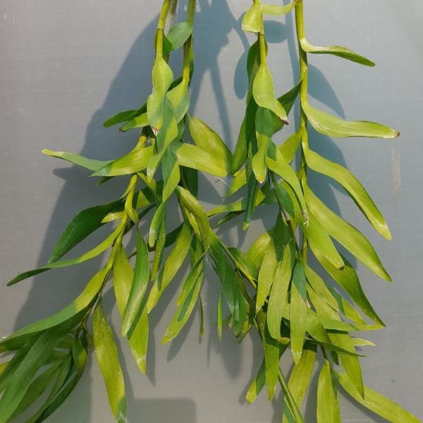 Dendrobium Moschatum Orchid - Image 3