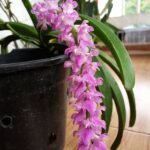 Image of Rhynchostylis orchid