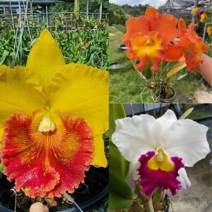 Image of Orange White Yellow Cattleya Orchid Combo