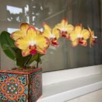 Image of Phalaenopsis Papagayo Orchid