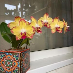 Image of Phalaenopsis Papagayo Orchid