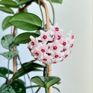 Image of Hoya carnosa