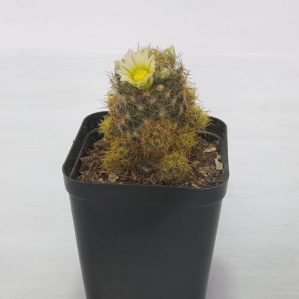 Mammillaria Prolifera cactus - Image 4