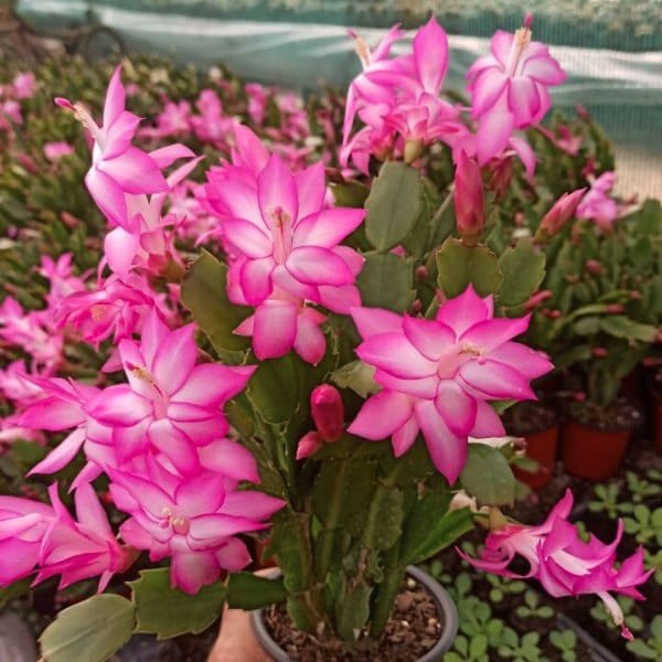 Image of pink christmas cactus