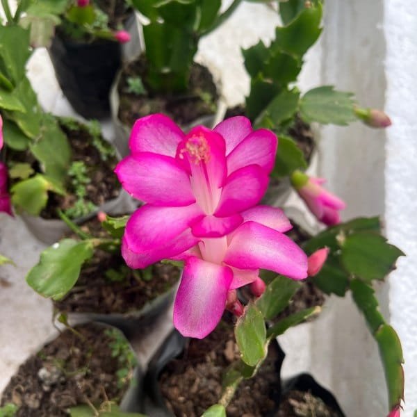 Image of pink christmas cactus holding in hand