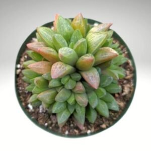 Image of a green plant in a pot Haworthia turgida