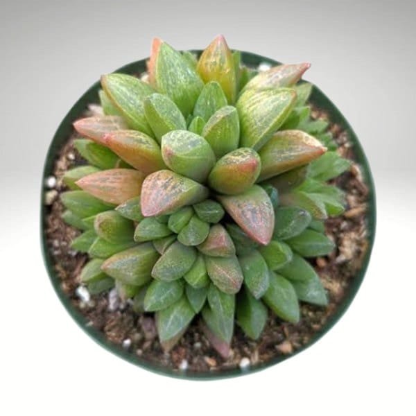 Image of a green plant in a pot Haworthia turgida
