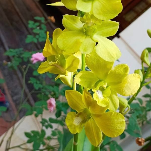 Dendrobium Margarita - Image 3