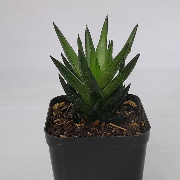 Haworthia Angustifolla Var. Liliputana - Image 3