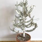 Image of Euphorbia Lactea White Ghost Cactus
