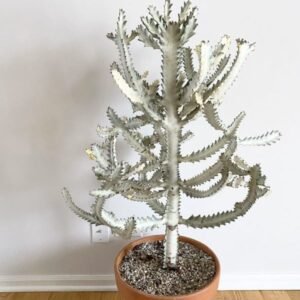 Image of Euphorbia Lactea White Ghost Cactus