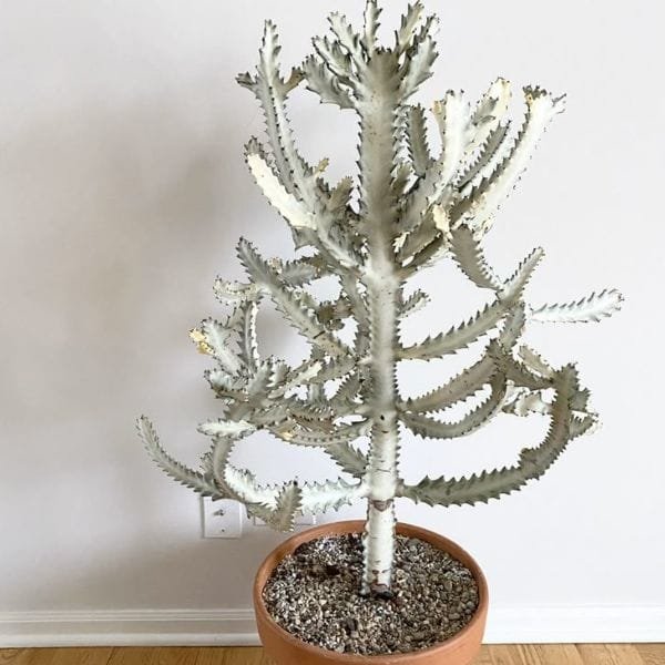 Image of Euphorbia Lactea White Ghost Cactus
