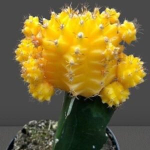 Image of Yellow Moon Cactus