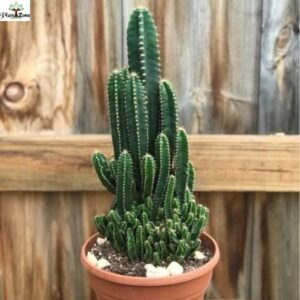 Image of Fairy Castle Green Cactus