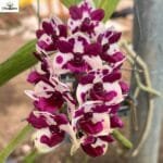 Image of Rhynchostylis Gigantea Spot