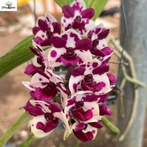 Image of Rhynchostylis Gigantea Spot