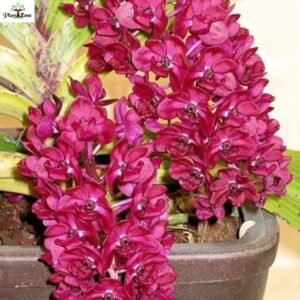 Image of Rhynchostylis Gigantea Red