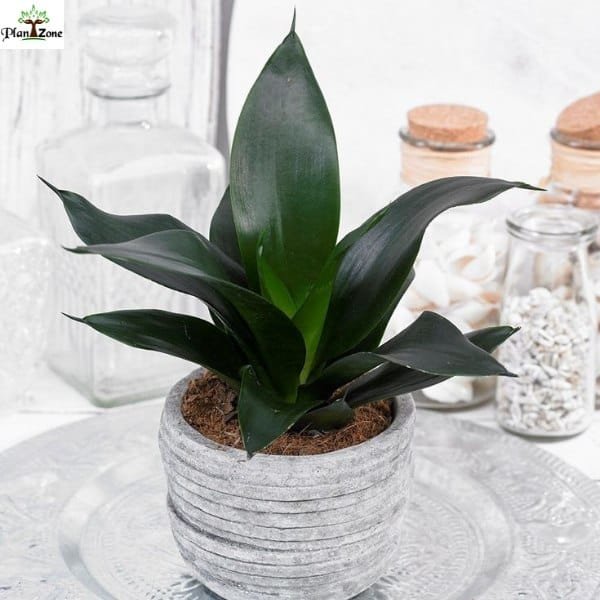 Image of Sansevieria 'Black dragon'