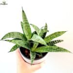 Sansevieria Silver Steel indoor plant