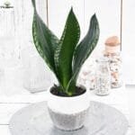 Image of Sansevieria Trifasciata Whitney indoor plant