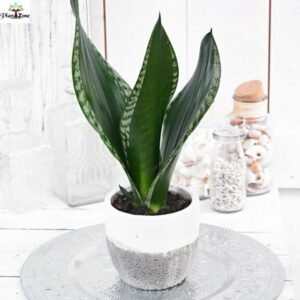 Image of Sansevieria Trifasciata Whitney indoor plant