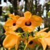 Dendrobium Fimbriatum