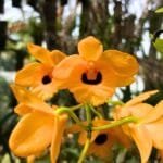 Image of Dendrobium Fimbriatum