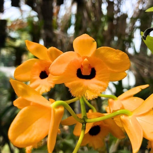 Image of Dendrobium Fimbriatum