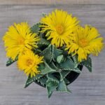 Tiger Jaw Succulent Plant