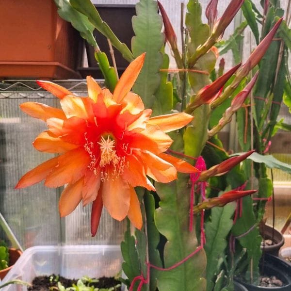 Image of BrahmaKamal | Epiphyllum Orange