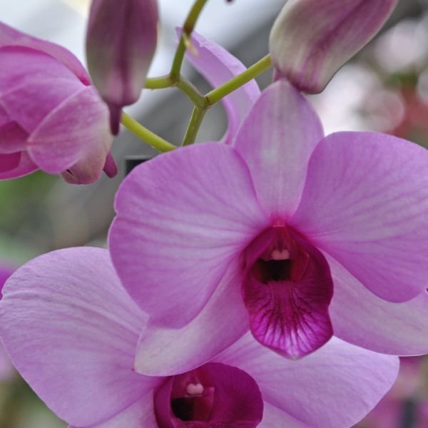 Dendrobium Pink Butterfly - Image 4