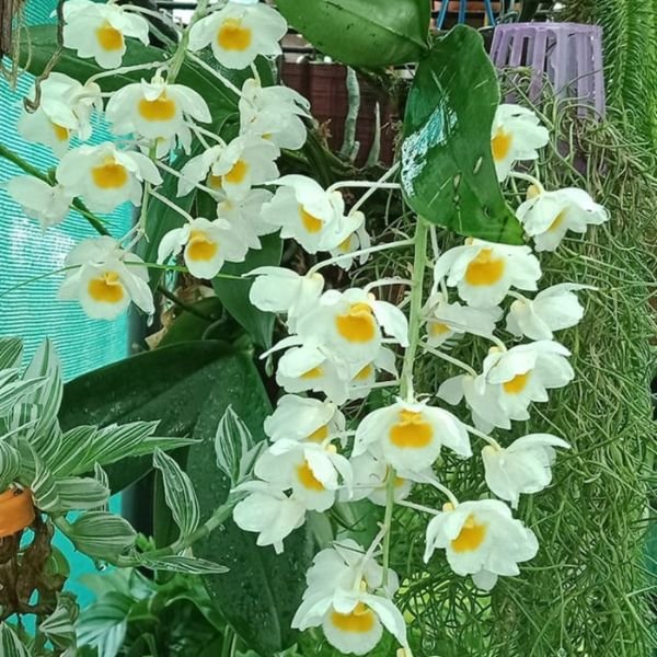 Dendrobium Farmeri Orchid - Image 7