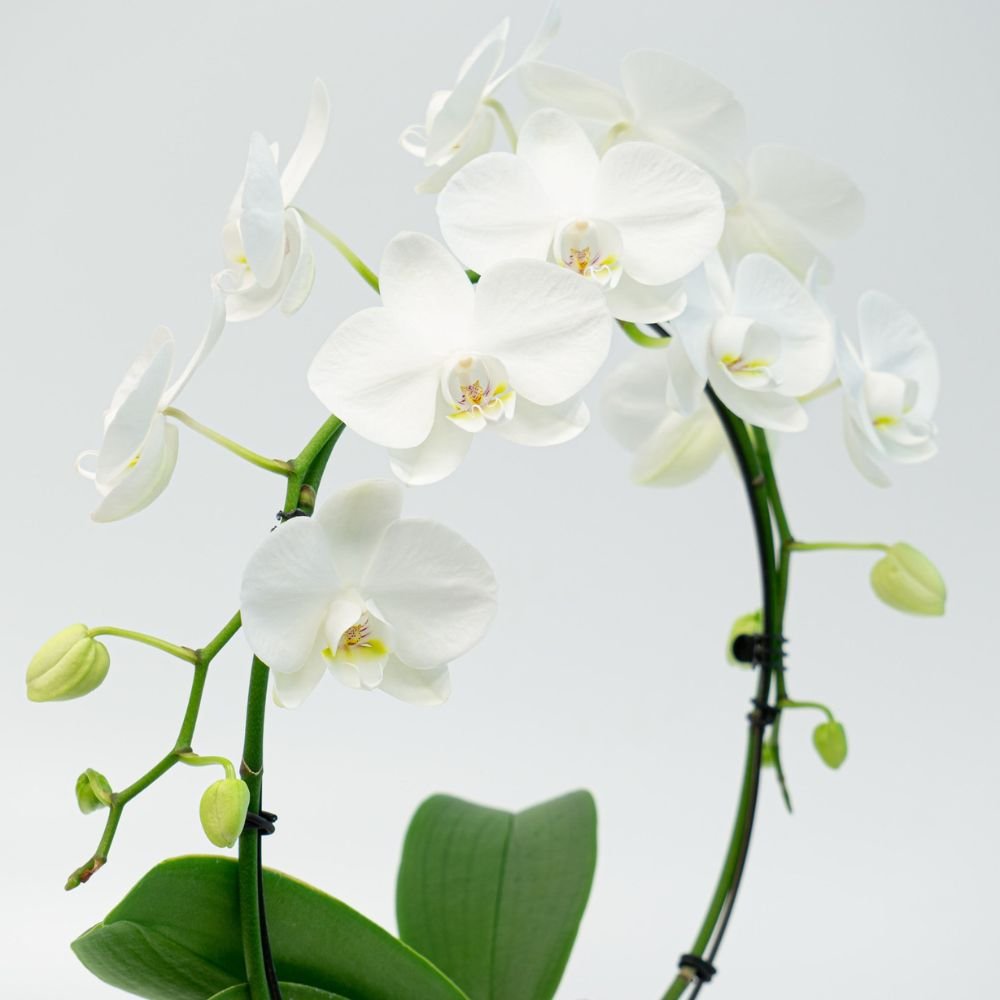 Phalaenopsis Pure Silk Orchid - Image 3