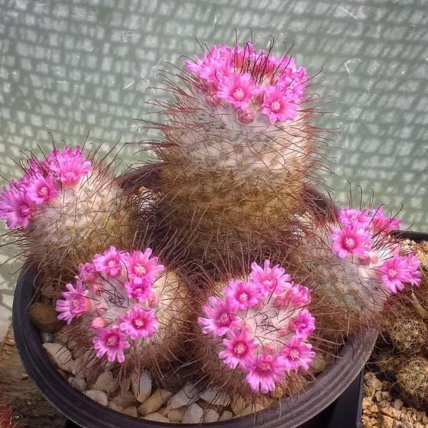 Mammillaria bombycina