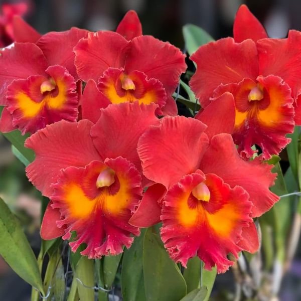 Cattleya Rlc. Siam Red - Image 3