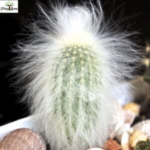 Image of Old man cactus