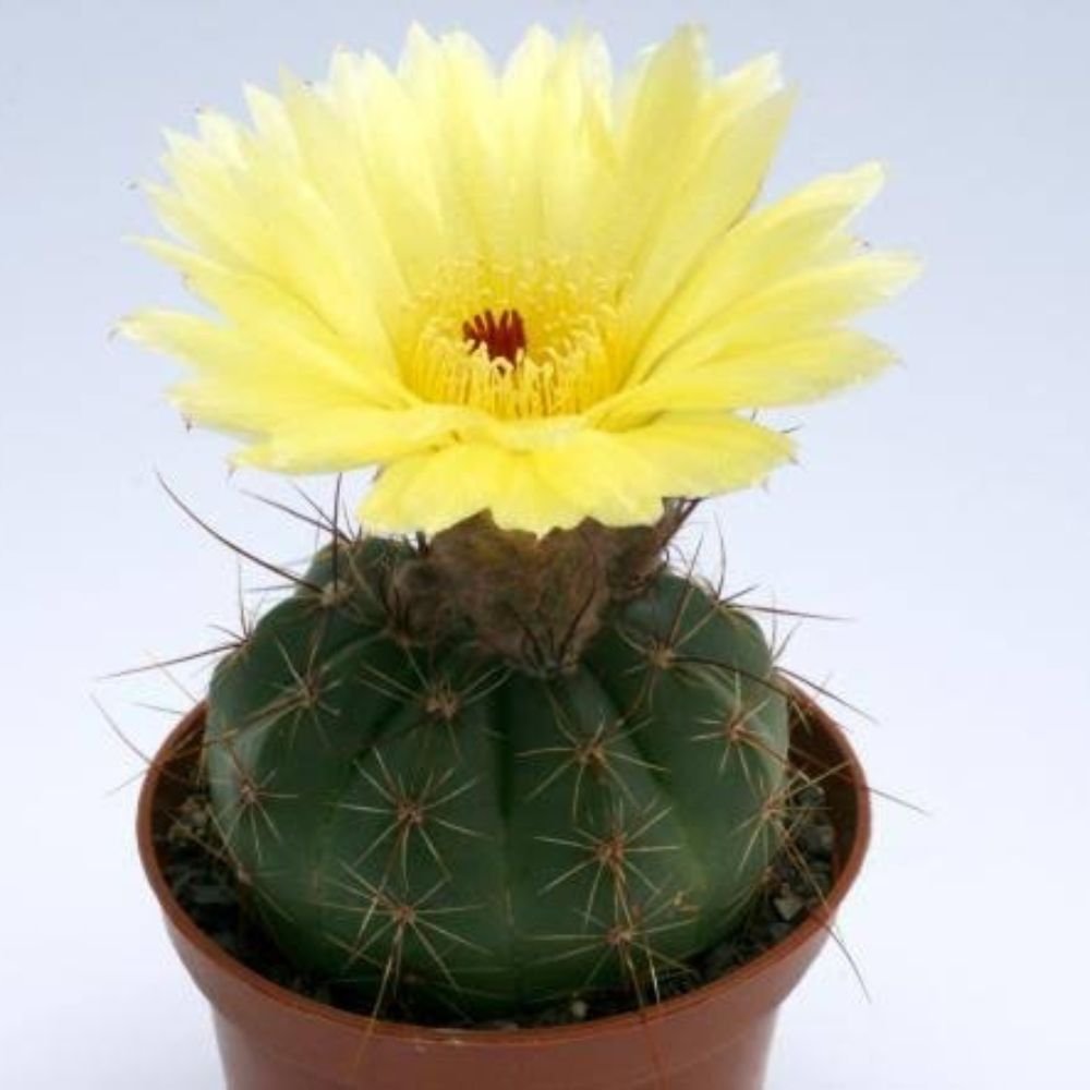 Indiana Head Cactus (Parodia ottonis) - Image 3