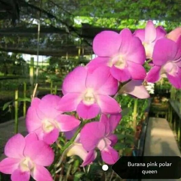 Den. burana pink x polar queen - Image 3